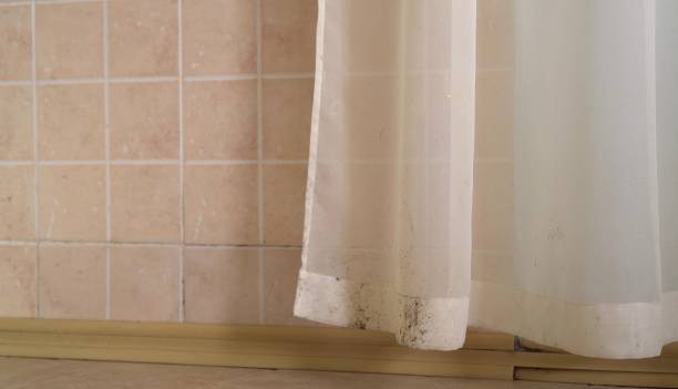 Best HVAC Mold Inspection and Cleaning  in West St Paul, MN