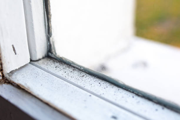 West St Paul, MN Mold Removal Company