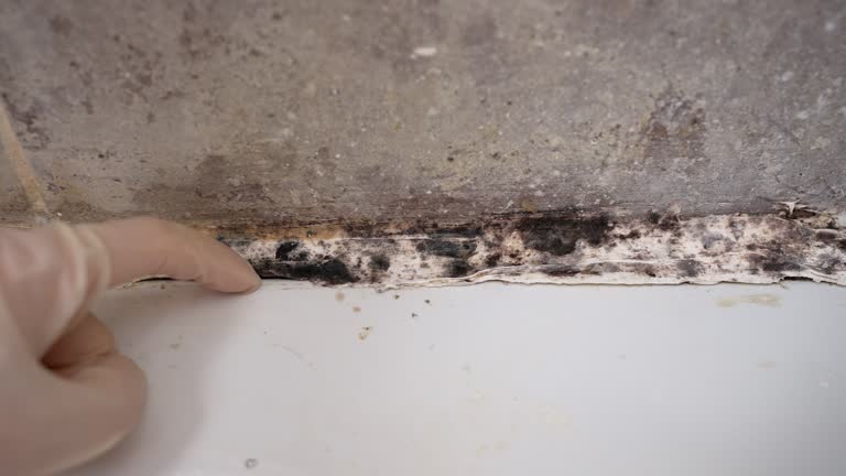 Mold Odor Removal Services in West St Paul, MN